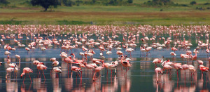 Flamingos