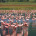 Flamingos