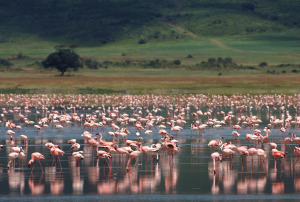 TANZA-NgorongoroFlamingos
