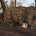 LeopardWithCubsLondolozi